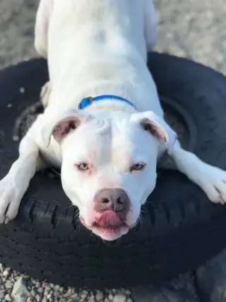Ceasar
