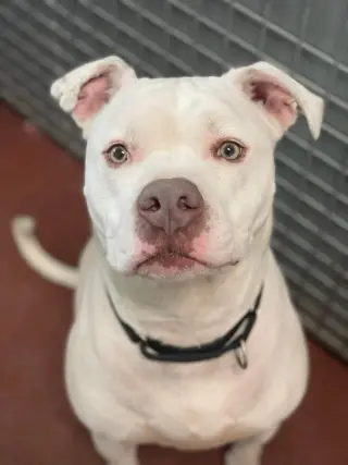 Ceasar