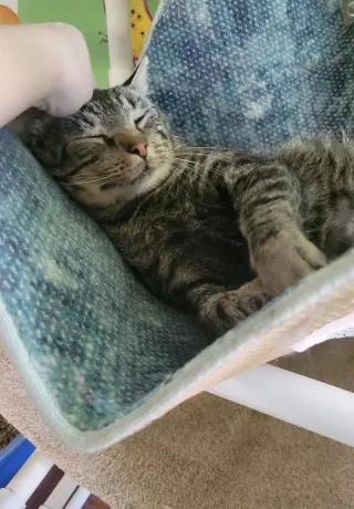 KitKat