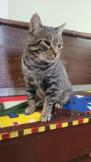 KitKat