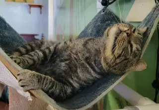 KitKat