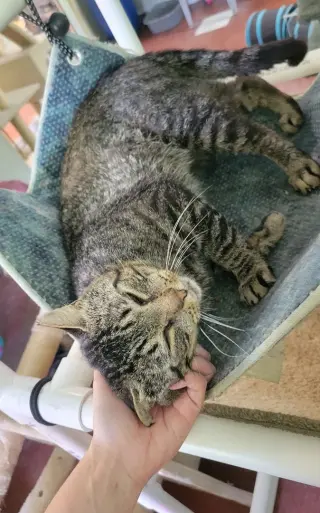 KitKat
