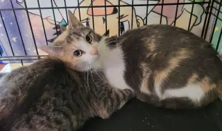 Denise & Patch