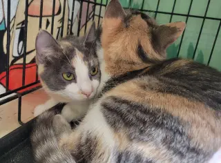 Denise & Patch