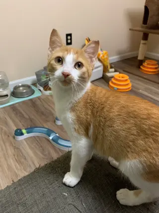 Jake