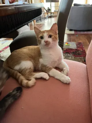 Jake
