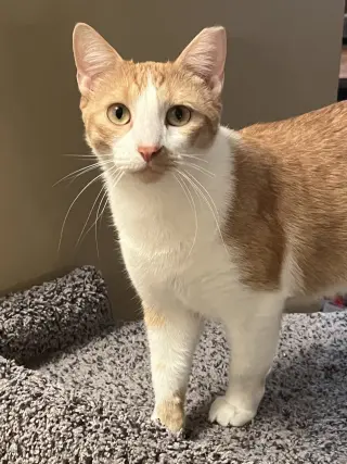 Jake