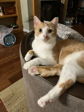 Jake