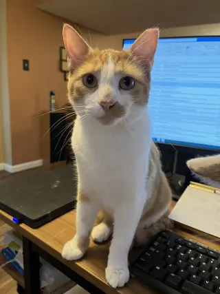 Jake