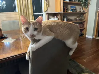 Jake