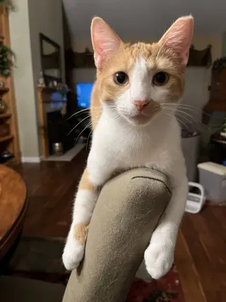 Jake