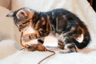 Bonnet