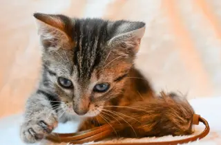 Bonnet
