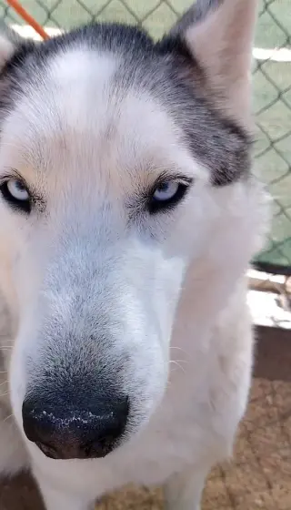 Lobo -