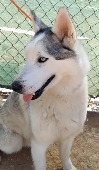 Lobo -