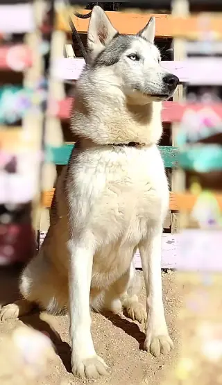 Lobo -