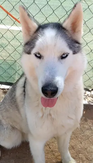 Lobo -