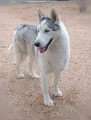 Lobo -
