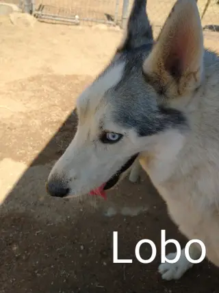 Lobo -