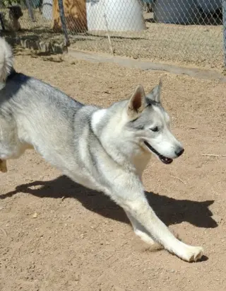 Lobo -