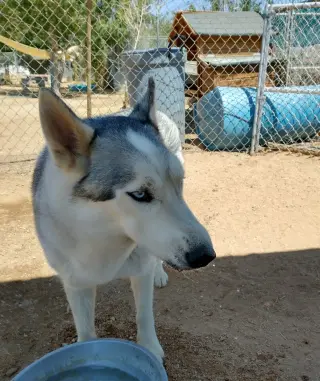 Lobo -