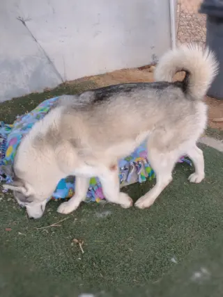 Lobo -