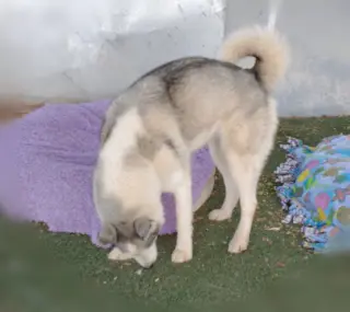 Lobo -
