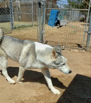 Lobo -