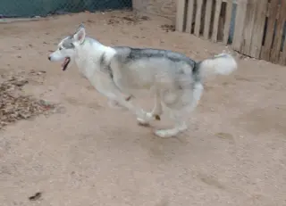 Lobo -