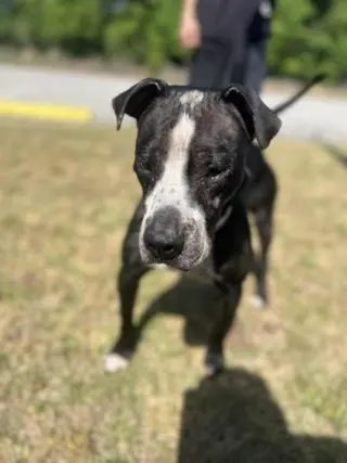 Odin
