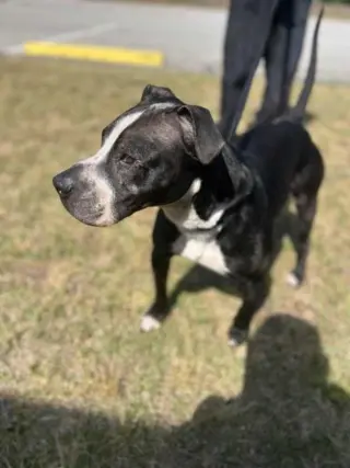Odin