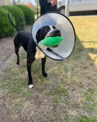 Odin