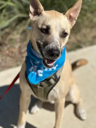 Dash