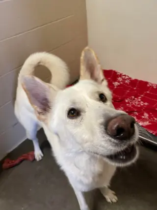 Toby GSD