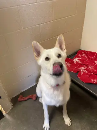 Toby GSD