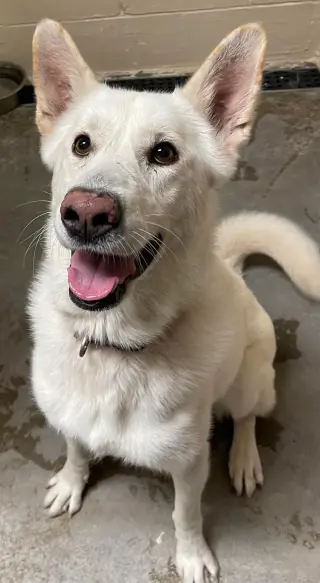 Toby GSD