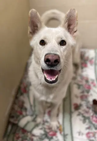 Toby GSD