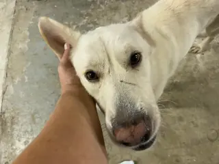 Toby GSD