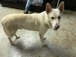 Toby GSD