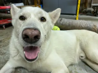 Toby GSD