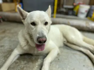 Toby GSD
