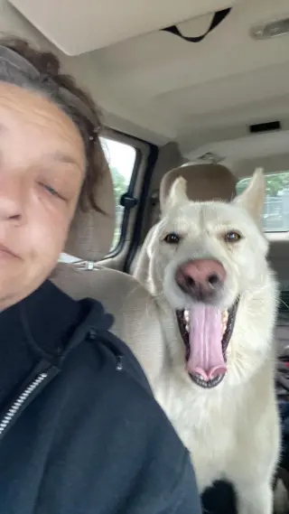 Toby GSD