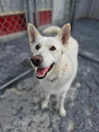 Toby GSD