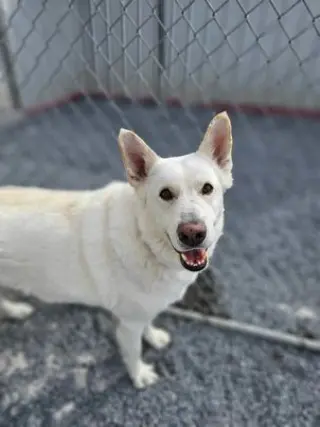 Toby GSD