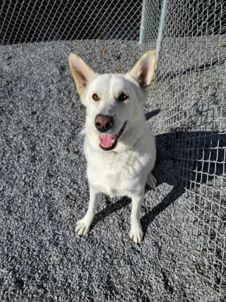 Toby GSD