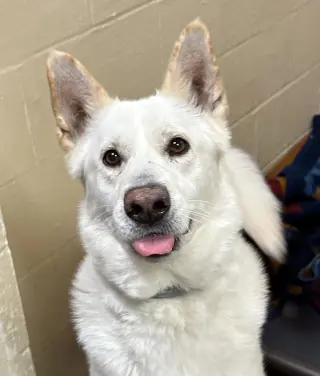 Toby GSD