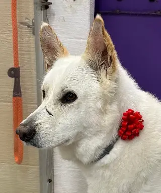 Toby GSD