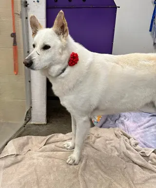 Toby GSD