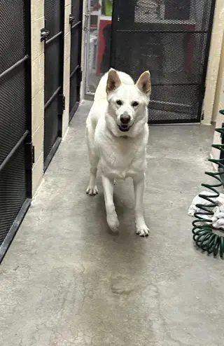 Toby GSD