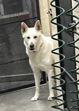 Toby GSD
